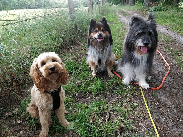 Unsere drei Schulhunde Gonzo, Pille und Scotty